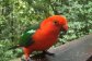 Parrot on the balcony of the Treehouse