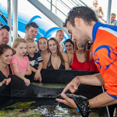 Perfect family friendly half day reef trip from Cairns | Touch Tank