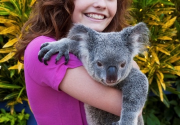 Photo With A Koala | Cuddle A Koala | Daily Kuranda Full Day Trip | From Cairns Tropical North Queensland
