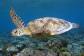 Port Douglas Half Day Reef Tour - See Turtles at Low Isles