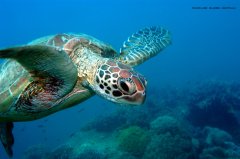 Port Douglas Reef Tours - Swim with Turtles