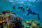 Port Douglas Snorkelling Tours