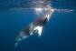 Port Douglas Swim with Minke Whale Tours