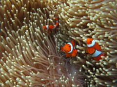 Port Doulgas Reef Trips - Nemo
