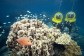 quciksilver great barrier reef adventures