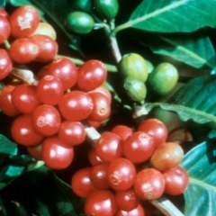 Queensland Coffee From Atherton Tablelands