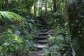 Rainforest Walking Tracks perfect for those honeymoon afternoon strolls - Daintree Cape Tribulation