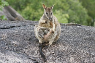 Chillagoe Caves Tour From Cairns - Rock Wallabies outback Cairns