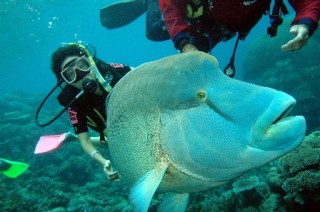 Scuba dive with Giant Hump Head Maori Wrasse fish