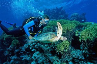 Scuba dive with turtles on the Great Barrier Reef