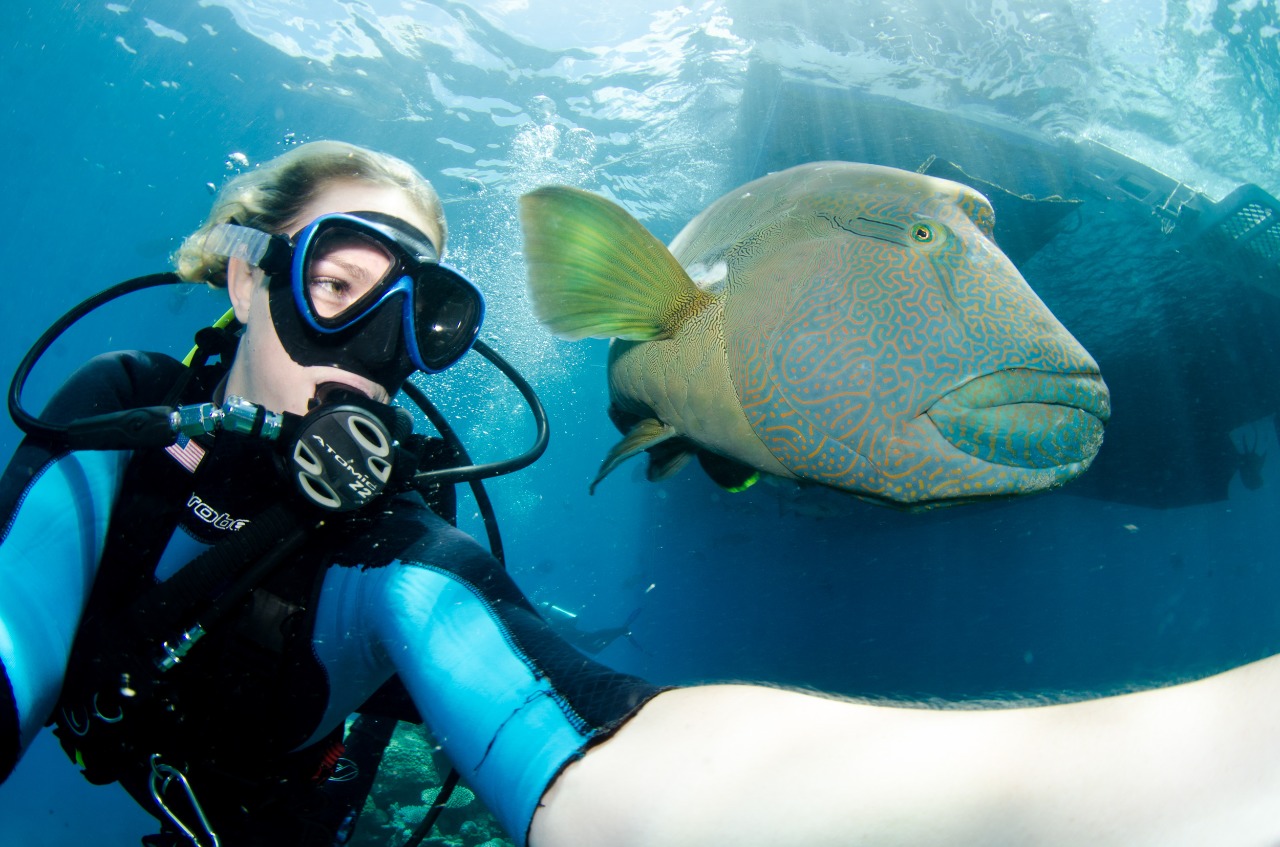 Great Barrier Reef Tours Port Douglas Snorkel & Dive Tour 2 Reef Sites