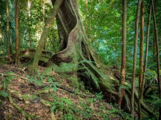 See ancient fig trees estimated to be thousands of years old