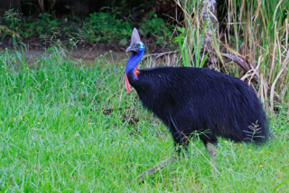 See rare and endangered pre-historic gian Cassowarry birds in the Daintree Rainforest 