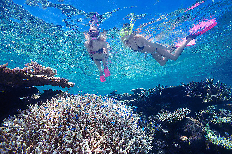 reef tours from daintree