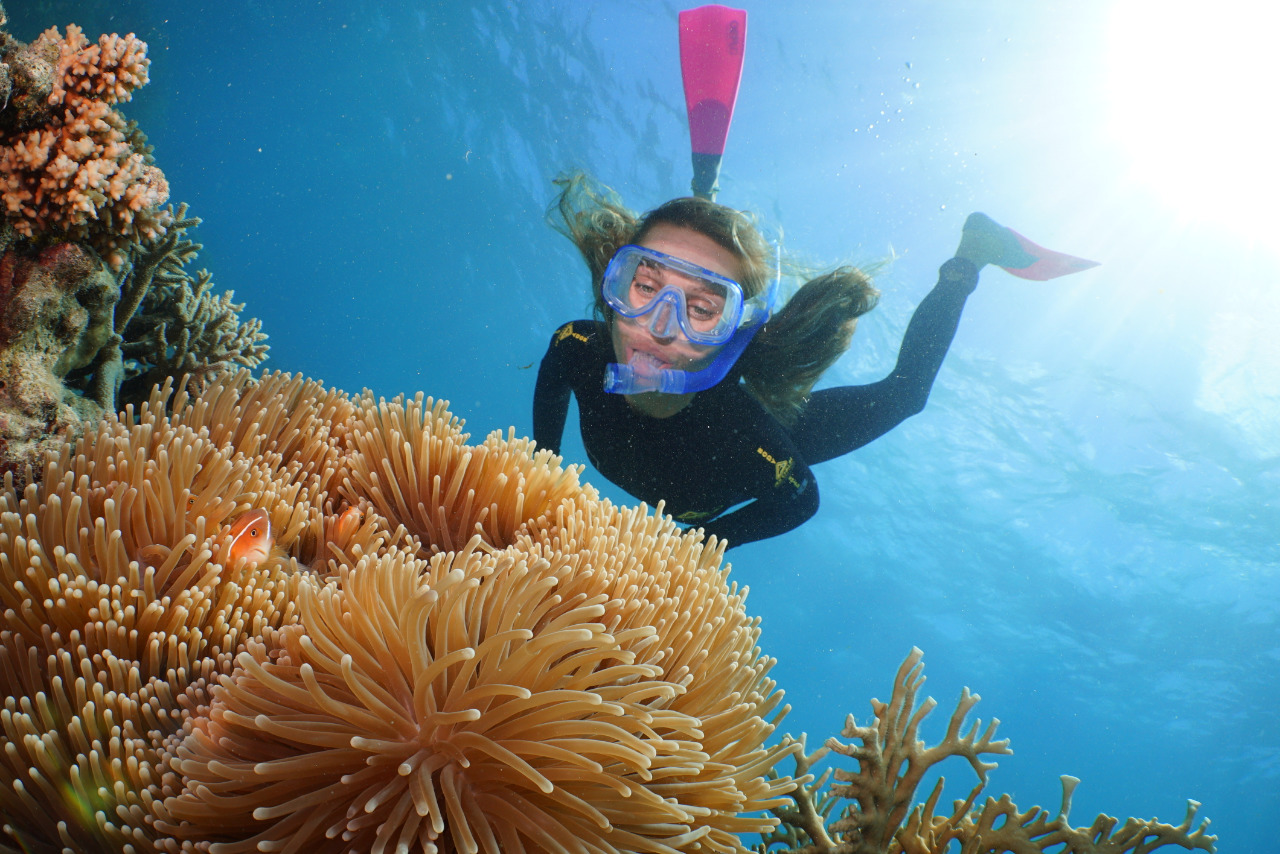 Port Douglas Reef Tours Great Barrier Reef Tour Snorkel, Dive, Helicopters Outer Barrier