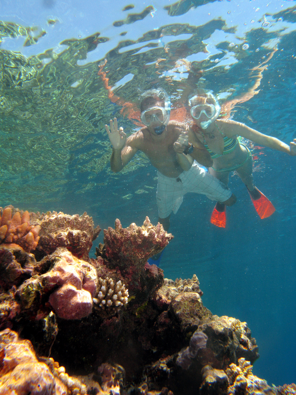 Great Barrier Reef Tour Scuba Dive & Snorkel Tour 3 Reef Sites