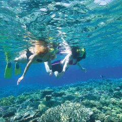 snorkel tours Great Barrier Reef Australia