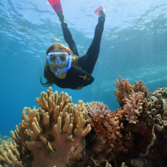Snorkel on the Great Barrier Reef | Departs daily from port Douglas