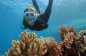 Snorkel on the Great Barrier Reef | Departs daily from port Douglas
