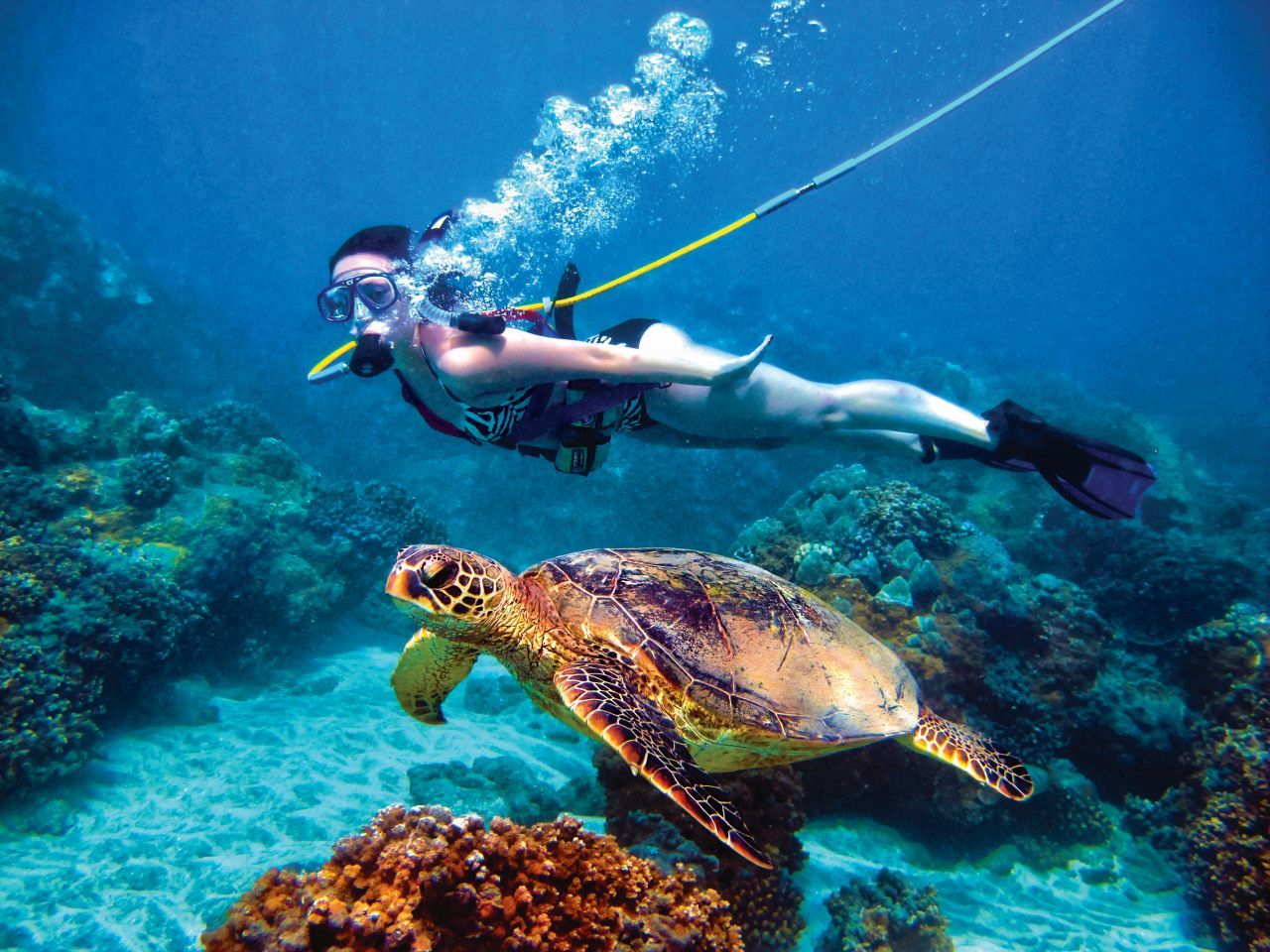 Cairns Reef Tours Green Island Snorkel Tours Save 48.50