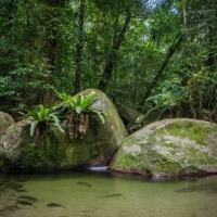 Small Group Tours Daintree Rainforest - Swim in waterholes - Daintree Rainforest