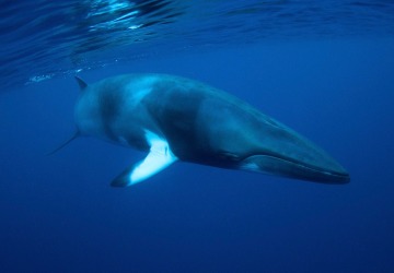 Swim With The Minke Whales | 4 Nights Liveaboard Great Barrier Reef Trip