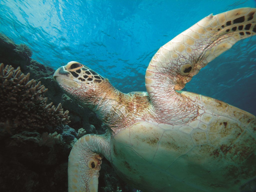 Port Douglas Snorkel & Diving Trips Great Barrier Reef Cruises Swim with Whales