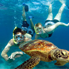 Swim with turtles on Green Island