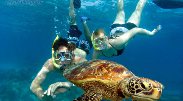 Swim with turtles on Green Island