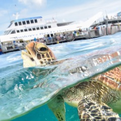 Swim with turtles on the Cairns reef trip
