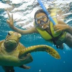 Great Barrier Reef Tour | Swim with Turtles 