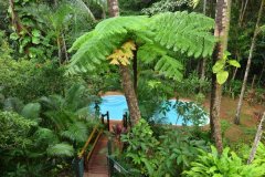 Swimming Pool Surrounded by Rainforest  - Daintree Rainforest Holiday Home