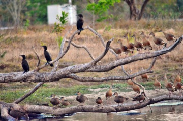 The Mareeba Tropical Savannah and Wetlands Reserve