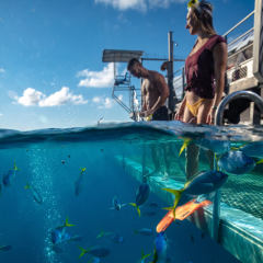 The rear platform lowers into the water on the foating pontoon for easy access
