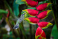 Tropical Gardens Cairns Colonial Club Resort 