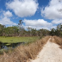 Cairns Birding Tours - Atherton Tablelands Tropical Wetlands Bird Watching Private Tour