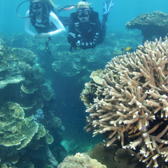 Try an introductory scuba dive on the Great Barrier Reef pontoon