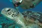 Port Douglas Snorkel Tours - Turtles on Outer Barrier Reef Pontoon