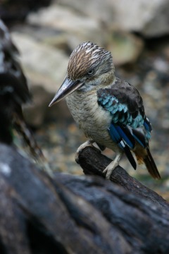 Blue Wing Kookaburra | Visit The Daintree Rainforest On A Small Budget | Daintree Rainforest Budget Accommodation For All