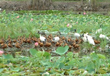 Visit the wetlands of Cairns for bird watching