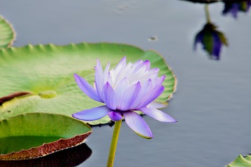 Water Lilies