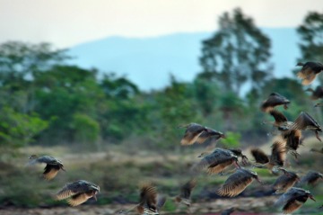 Wetlands Bird Wildlife 