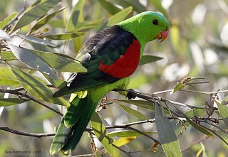 Wildlife at Chillagoe
