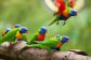 Wildlife at Rose Gums Wilderness Retreat