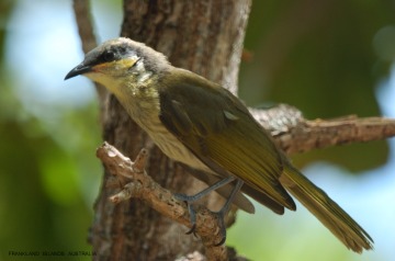 Wildlife on Frankland Islands