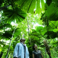 Full Day Tour Daintree Rainforest | Departs From Cairns & Port Douglas